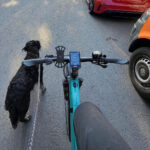 Radfahren mit Hund in Chemnitz